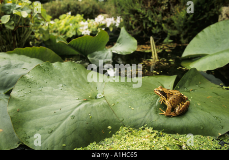 Ein Grasfrosch, Rana temporaria Stockfoto