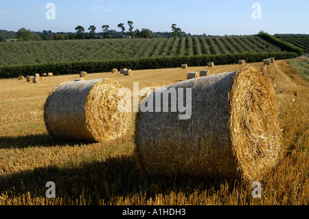 Hay Ballen, England, Großbritannien Stockfoto