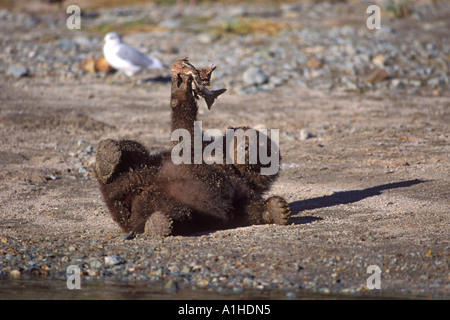 Braunbär Ursus Arctos Grizzly Bär Ursus Horribils Cub rollt herum und spielt mit seinen Fisch Katmai Nationalpark, Alaska Stockfoto