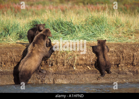 Braunbär Ursus Arctos Grizzly Bär, Ursus Horribils säen, wartet darauf, dass ihr junges zu erklimmen, ein Flussufer Katmai Alaska Stockfoto