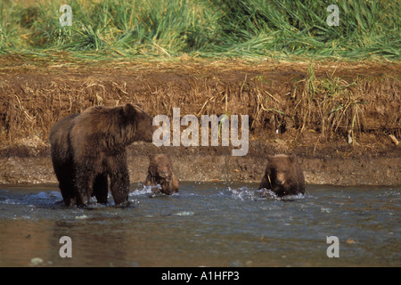 Braunbär Ursus Arctos Grizzly Bär, Ursus Horribils säen, wartet darauf, dass ihr junges zu erklimmen, ein Flussufer Katmai Alaska Stockfoto