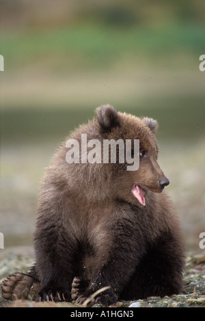 Braunbär Ursus Arctos Grizzly Bär Ursus Horribils Cub wartet auf seine Mutter an einem Flussufer Alaskas Katmai Nationalpark Stockfoto