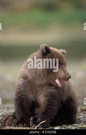 Braunbär Ursus Arctos Grizzly Bär Ursus Horribils Cub wartet auf seine Mutter an einem Flussufer Alaskas Katmai Nationalpark Stockfoto