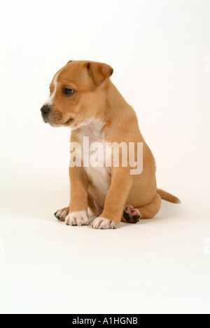 Staffordshire Kreuz American Pit Bull Terrier Welpen. Stockfoto