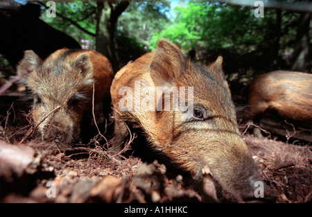 Junge Wildschwein Rodung für Lebensmittel in einem Wald in Hampshire, UK England. Stockfoto
