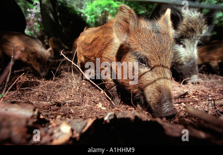 Junge Wildschweine Rodung für Lebensmittel in einem Wald in Hampshire, England. Stockfoto