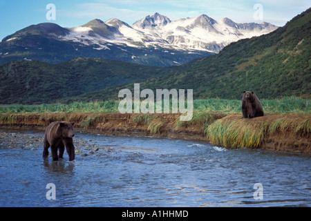 Braunbär Ursus Arctos Grizzly Bär Ursus Horribils säen rosa Lachsfischen als Jungtier in der Nähe Alaskas Katmai Nationalpark wartet Stockfoto