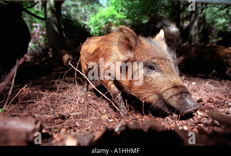 Jung-Wildschwein Rodung für Lebensmittel in einem Wald in Hampshire, England. Stockfoto