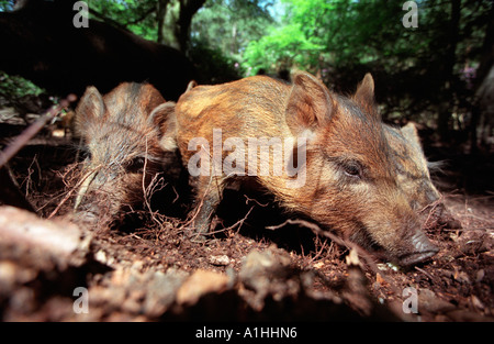 Jung-Wildschwein Rodung für Lebensmittel in einem Wald in Hampshire, England. Stockfoto