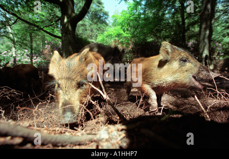 Zwei junge Wildschweine Rodung für Lebensmittel in einem Wald in Hampshire, England. Stockfoto