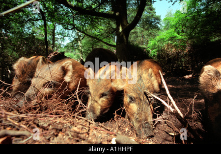 Jung-Wildschwein Rodung für Lebensmittel in einem Wald in Hampshire, England. Stockfoto