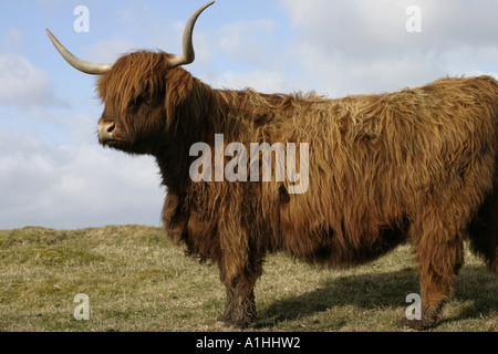 Hochlandrinder mit langen Hörnern stehend auf Hügel Fife Schottland, Vereinigtes Königreich Stockfoto