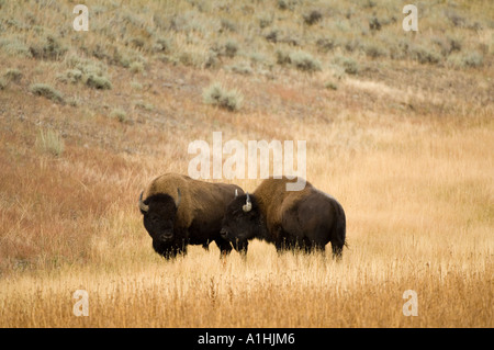 North American Bison (Bison Bison) zwei Männer einander zugewandt, Yellowstone-Nationalpark, Wyoming, USA, September Stockfoto