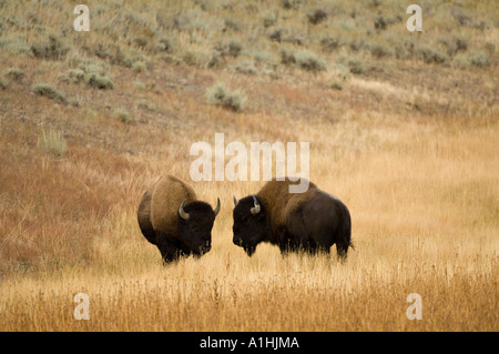 North American Bison (Bison Bison) zwei Männer einander zugewandt, Yellowstone-Nationalpark, Wyoming, USA, September Stockfoto