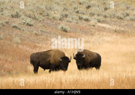 North American Bison (Bison Bison) zwei Männer einander zugewandt, Yellowstone-Nationalpark, Wyoming, USA, September Stockfoto