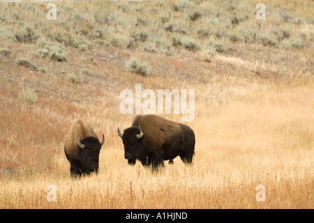 North American Bison (Bison Bison) zwei Männer einander zugewandt, Yellowstone-Nationalpark, Wyoming, USA, September Stockfoto