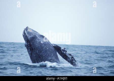 Impressionen-Novaeangliae Buckelwal in Auferstehung Bay Kenai Fjords Nationalpark Yunan Alaska Stockfoto
