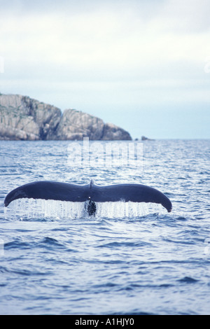 Impressionen-Novaeangliae Buckelwal in Auferstehung Bay Kenai Fjords Nationalpark Yunan Alaska Stockfoto