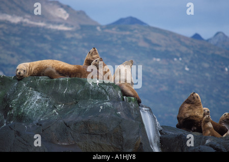 Vom Aussterben bedrohte stellar Seelöwen Eumetopias Jubatus sonnen sich entlang der Küste des Katmai Nationalpark Alaska Halbinsel Stockfoto