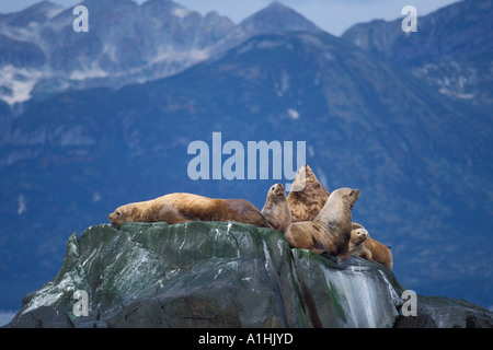 Vom Aussterben bedrohte stellar Seelöwen Eumetopias Jubatus sonnen sich entlang der Küste des Katmai Nationalpark Alaska Halbinsel Stockfoto