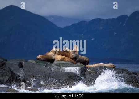 Vom Aussterben bedrohte stellar Seelöwen Eumetopias Jubatus sonnen sich entlang der Küste des Katmai Nationalpark Alaska Halbinsel Stockfoto