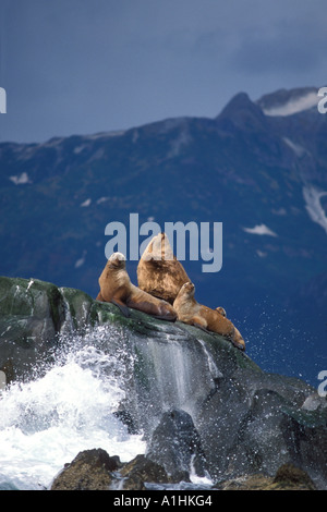 Vom Aussterben bedrohte stellar Seelöwen Eumetopias Jubatus sonnen sich entlang der Küste des Katmai Nationalpark Alaska Halbinsel Stockfoto