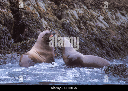 Steller Seelöwen Eumetopias Jubatus auf den Felsen von Wellen Kenai Fjords National Park Resurrection Bay Alaska getroffen Stockfoto