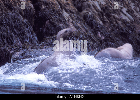 Steller Seelöwen Eumetopias Jubatus auf den Felsen von Wellen Kenai Fjords National Park Resurrection Bay Alaska getroffen Stockfoto