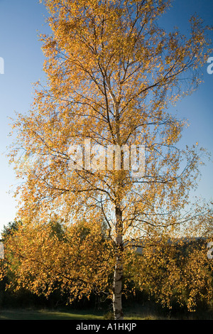 Silver Birch Bäume In der Herbst Box Hill Surrey UK Europe Stockfoto