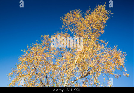 Silver Birch Bäume In der Herbst Box Hill Surrey UK Europe Stockfoto