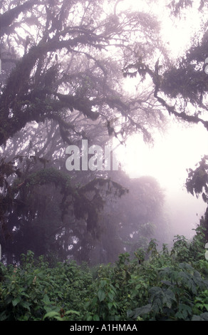 Ngorongoro Nationalpark Stockfoto