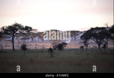 Serengeti Nationalpark Stockfoto
