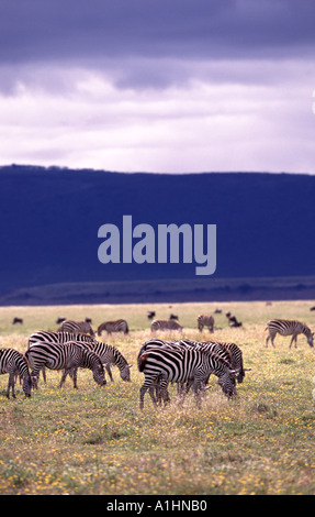 Zebras im Ngorongoro Nationalpark Stockfoto