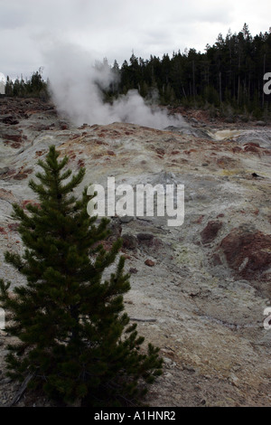 Dampf-Vent steigt aus überhitztem Wasser an den großen Geysir Basin Yellowstone USA Stockfoto