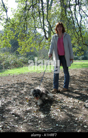 Eine junge Frau geht ihr Stammbaum Zwergschnauzer Welpen in Wäldern am Chiswick House und Gärten, Chiswick, London, UK Stockfoto