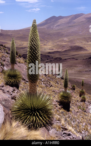 Gigantische Puya Raimondii die Königin der Anden eine riesen Bromelie in Bolivien und Peru, Cerro Comanche Nationalpark Altiplano Bolivien Stockfoto