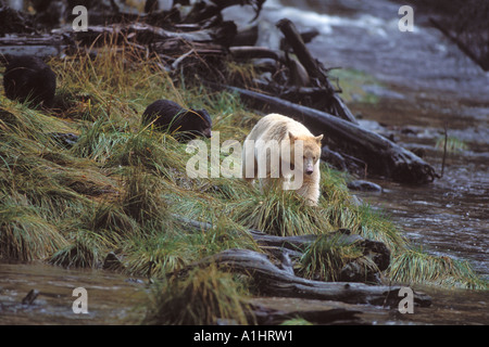 Spirit bear Kermode Schwarzbär, Ursus Americanus säen mit jungen im Regenwald in British Columbia Kanada Stockfoto