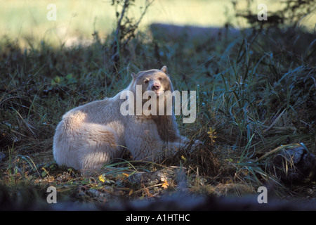 Spirit Bear Kermode Schwarzbär Ursus Americanus säen Fütterung ein Lachs an an Zentralküste British Columbia Kanada Stockfoto