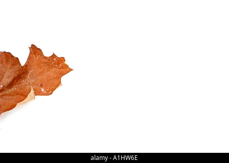 totes Blatt auf dem weißen Schnee Stockfoto