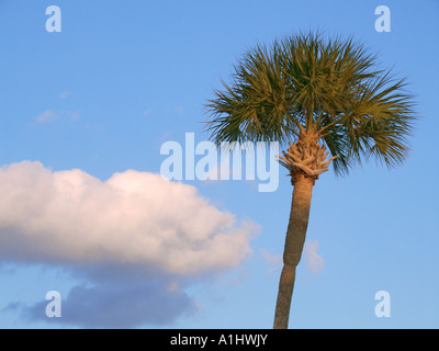 weißen geschwollenen Wolken und tropischer Palmen Baum blauen Himmel klar Tag Bäume Stockfoto