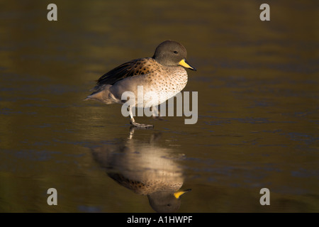 Sharpwinged Teal, Anas Flavirostris, Südamerika Stockfoto