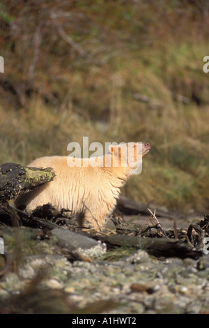 Spirit bear Kermode Schwarzbär Ursus Americanus säen Beduftung der Luft zentralen British Columbia Küste Kanada Stockfoto