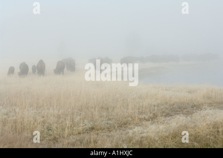 Bisons (Bison Bison) zu Fuß in den Nebel am frühen Morgen, Norris Geyser Basin, Yellowstone-Nationalpark, Wyoming, USA Stockfoto