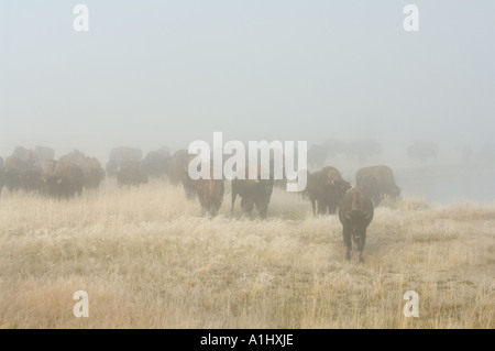 Bisons (Bison Bison) zu Fuß in den Nebel am frühen Morgen, Yellowstone-Nationalpark, Wyoming, USA Stockfoto