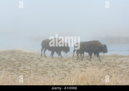 Bisons (Bison Bison) zu Fuß in den Nebel am frühen Morgen, Norris Geyser Basin, Yellowstone-Nationalpark, Wyoming, USA Stockfoto