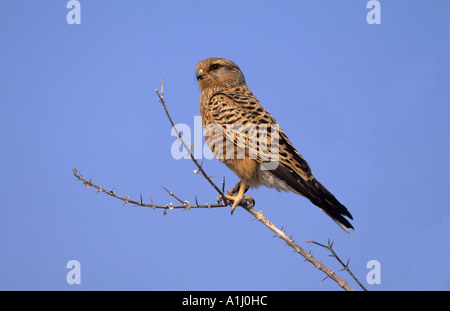 Größere Turmfalke Falco Rupicoloides Etosha Nationalpark Namibia Stockfoto