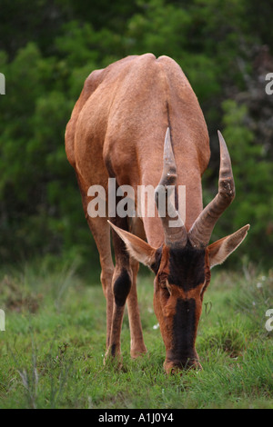 Rote Kuhantilope Alcelaphus Buselaphus Beweidung frühmorgens Addo National Elephant Park Eastern Cape Südafrika RSA Stockfoto