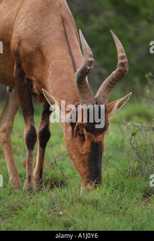 Rote Kuhantilope Alcelaphus Buselaphus Beweidung frühmorgens Addo National Elephant Park Eastern Cape Südafrika RSA Stockfoto