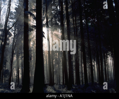 Sonnenlicht am frühen Morgennebel zu durchbrechen. Stockfoto