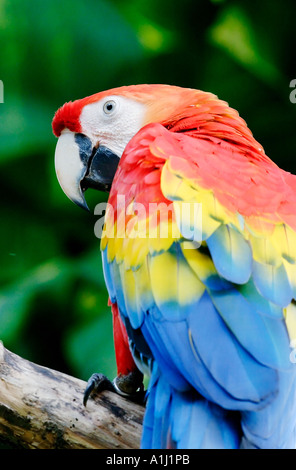 Ara im Rückblick Stockfoto